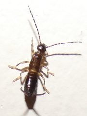 Forficula auricularia