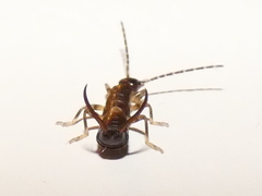 Forficula auricularia