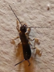 Forficula auricularia