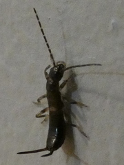 Forficula auricularia