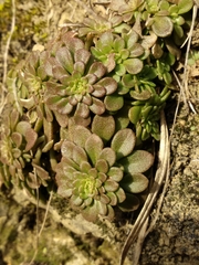 Sedum cepaea