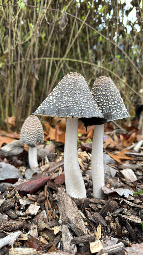 Coprinopsis picacea