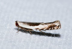 Tritadelpha microptila
