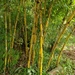 Golden Bamboo - Photo (c) Eric Leeuwerck, some rights reserved (CC BY-NC), uploaded by Eric Leeuwerck