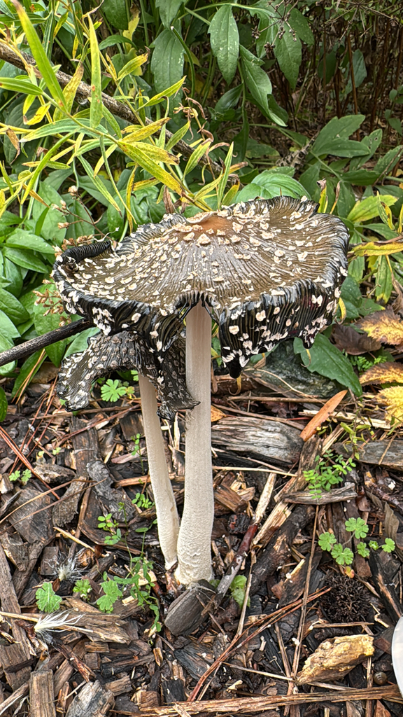 Coprinopsis picacea · November 2025 · photo: © nonesuchprime (iNaturalist, CC)