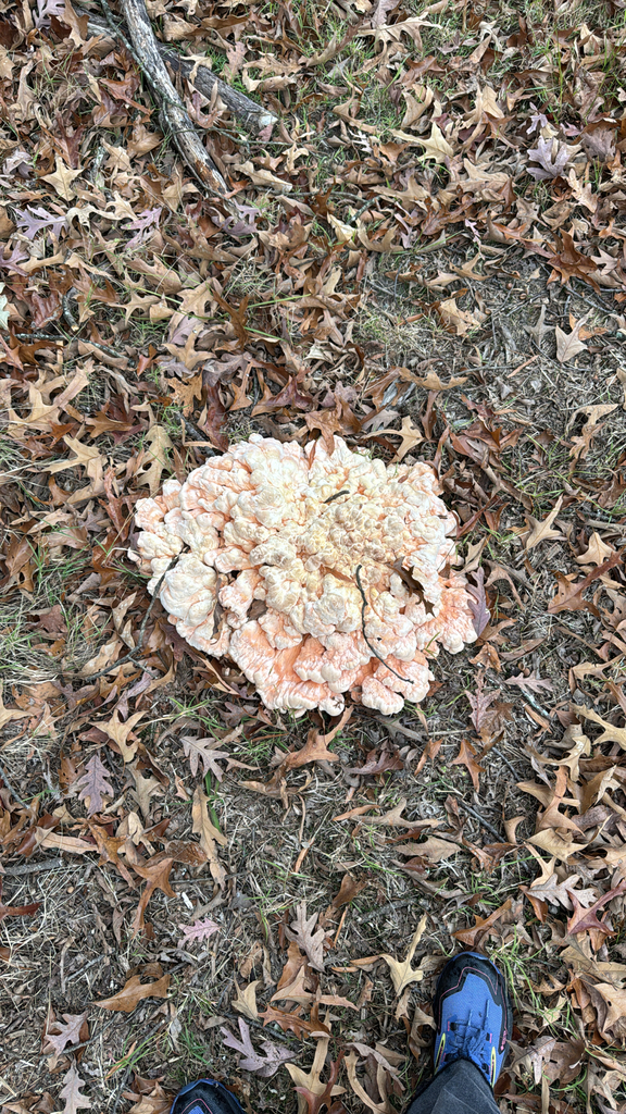 Laetiporus cincinnatus