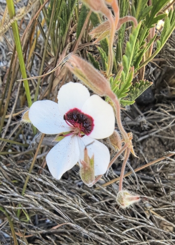 Tricolour Storksbill (Pelargonium tricolor)