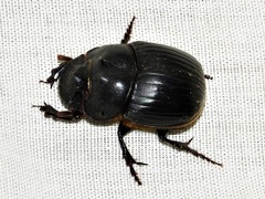 Copris elphenor