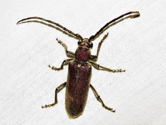 Africophanes amicus