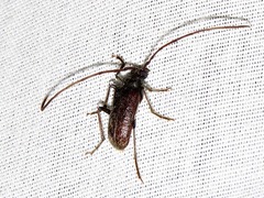 Afroartelida teunisseni