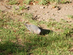 Zenaida auriculata