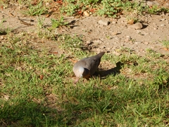 Zenaida auriculata