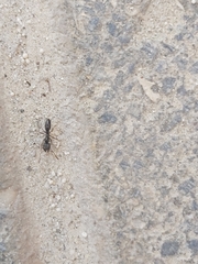 Brachyponera sennaarensis