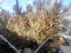 Juniperus pseudosabina
