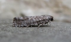 Retinia gemistrigulana