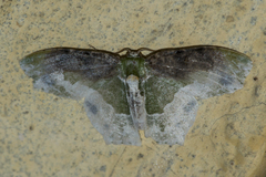 Eucyclodes semialba