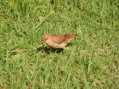 Furnarius rufus