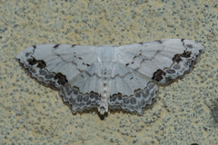 Scopula pulchellata