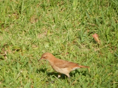 Furnarius rufus