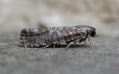 Retinia gemistrigulana