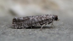 Retinia gemistrigulana