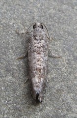 Retinia gemistrigulana