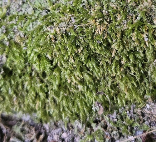 Teesdale Feather-moss (Rhynchostegiella teneriffae)