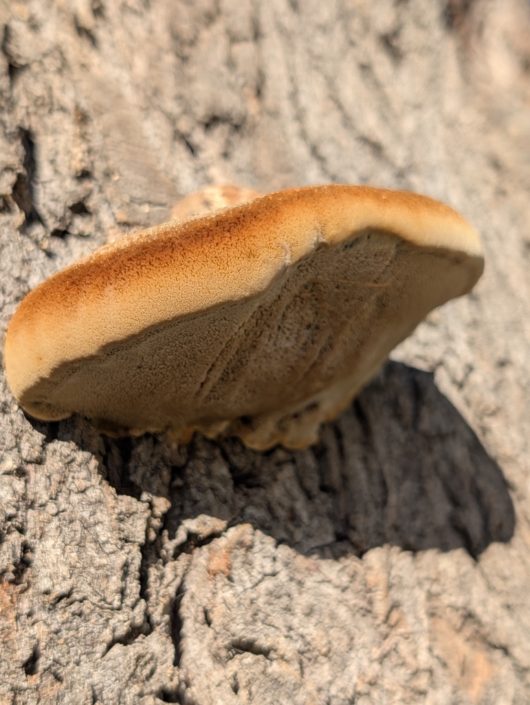 Inocutis tamaricis
