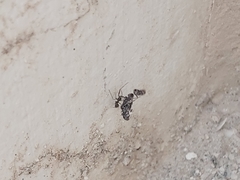 Paratrechina longicornis