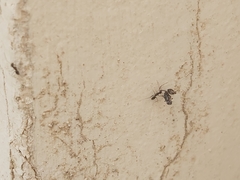 Paratrechina longicornis