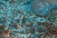 Gorgasia maculata