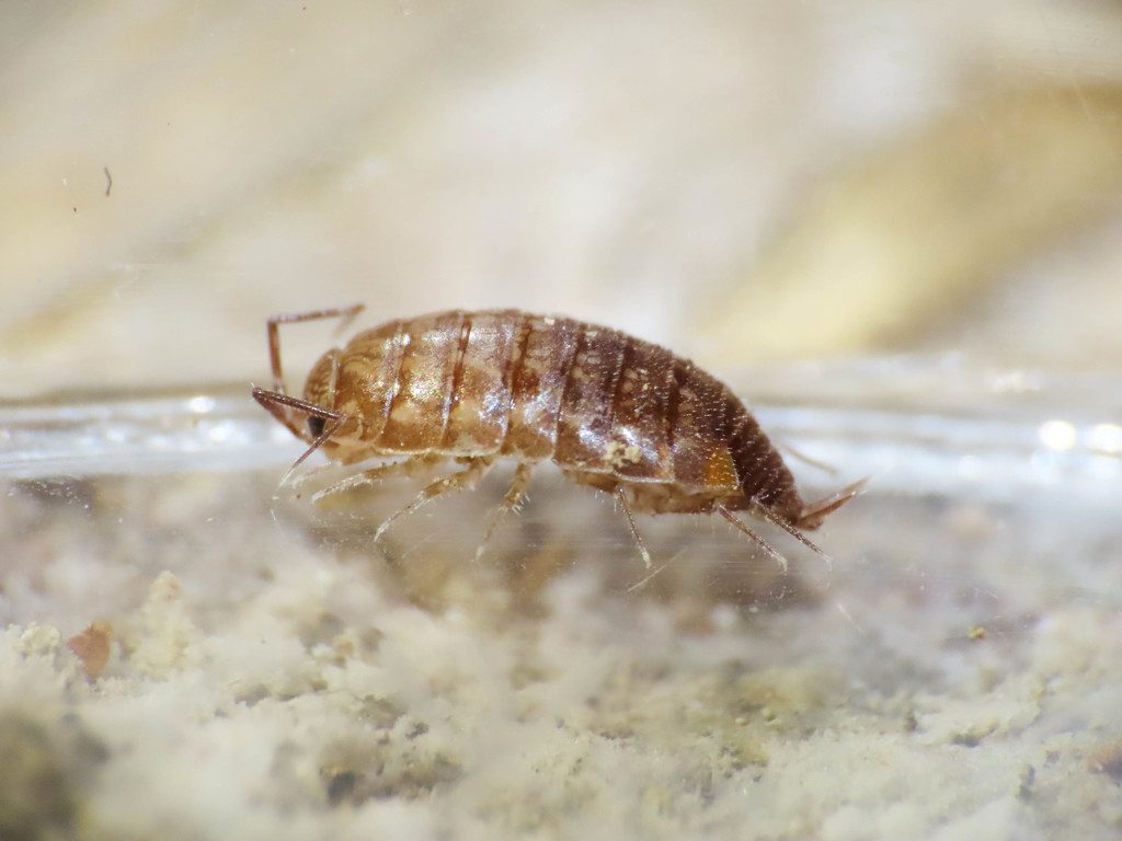 Chaetophiloscia