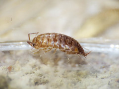 Chaetophiloscia cellaria