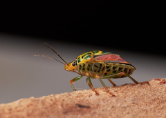 Antestiopsis cruciata