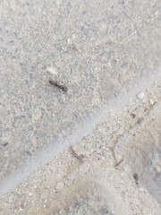 Brachyponera sennaarensis