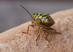 Antestiopsis cruciata