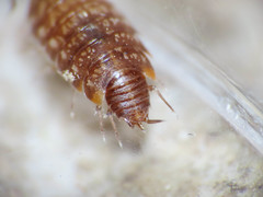 Chaetophiloscia cellaria