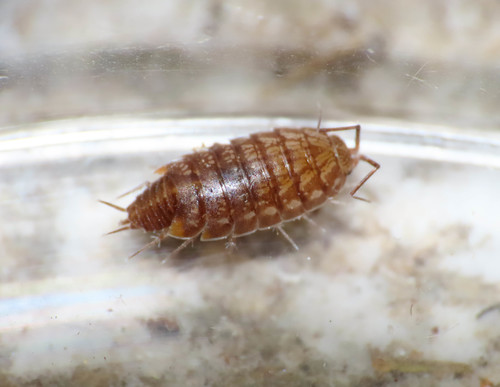 Chaetophiloscia cellaria