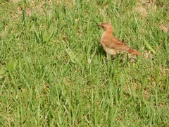 Furnarius rufus