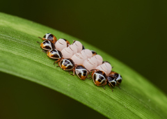 Antestiopsis cruciata