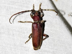 Africophanes amicus