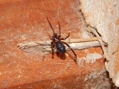 Steatoda grossa