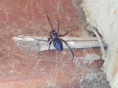 Steatoda grossa