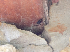 Steatoda grossa