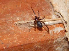 Steatoda grossa
