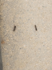 Brachyponera sennaarensis