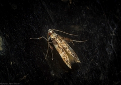 Persicoptila oenosceles