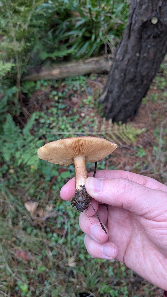 Tricholomopsis rutilans · November 2025 · photo: © edm1_ (iNaturalist, cc0)