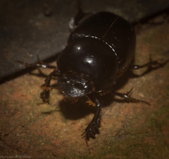 Onthophagus neostenocerus
