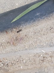 Brachyponera sennaarensis